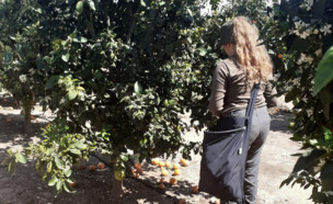 מתנדבים בחקלאות (צילום: באדיבות "השומר החדש")
